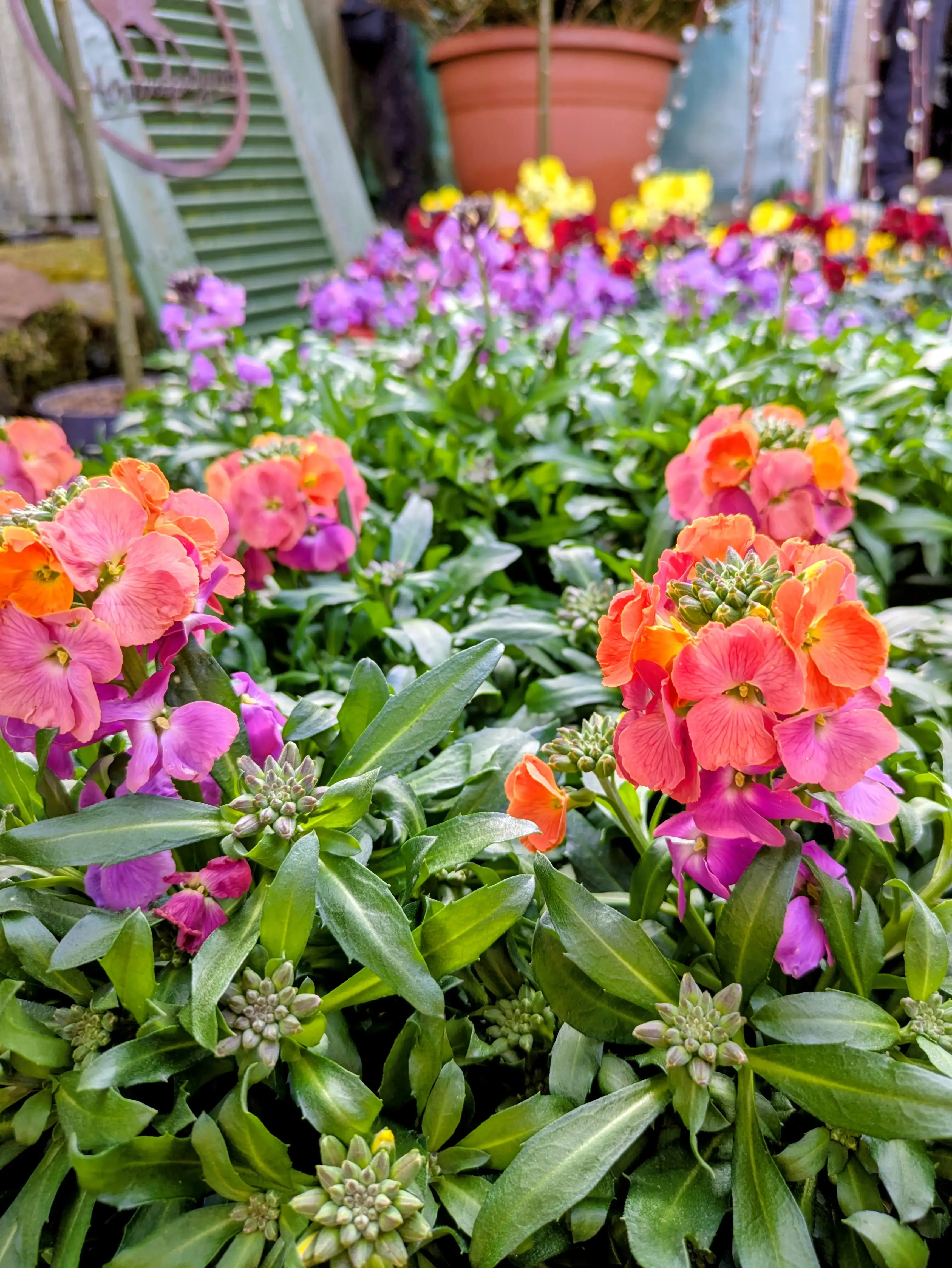 Frühlinge Impression aus Ullis Gartenecke