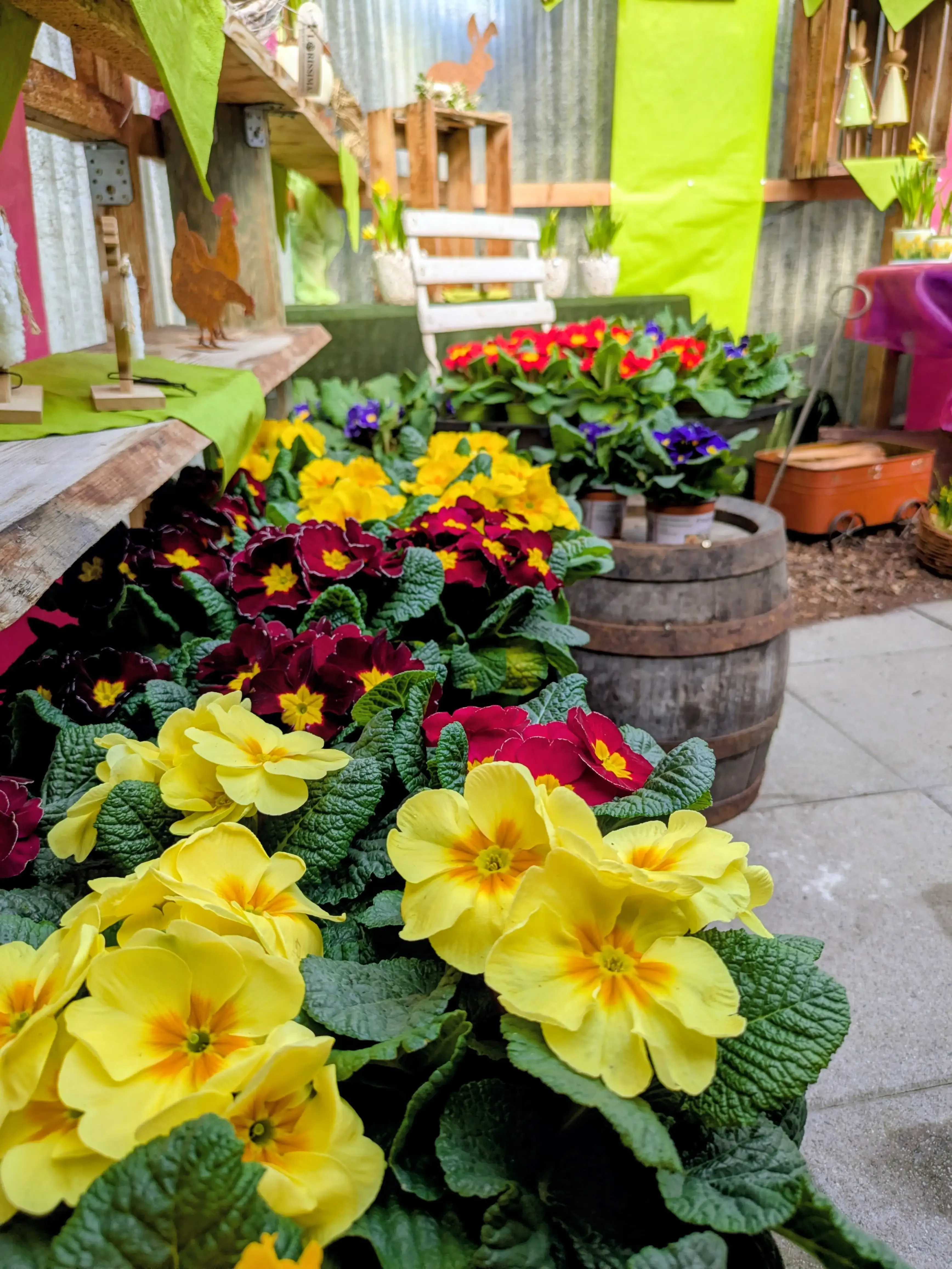 Frühlinge Impression aus Ullis Gartenecke