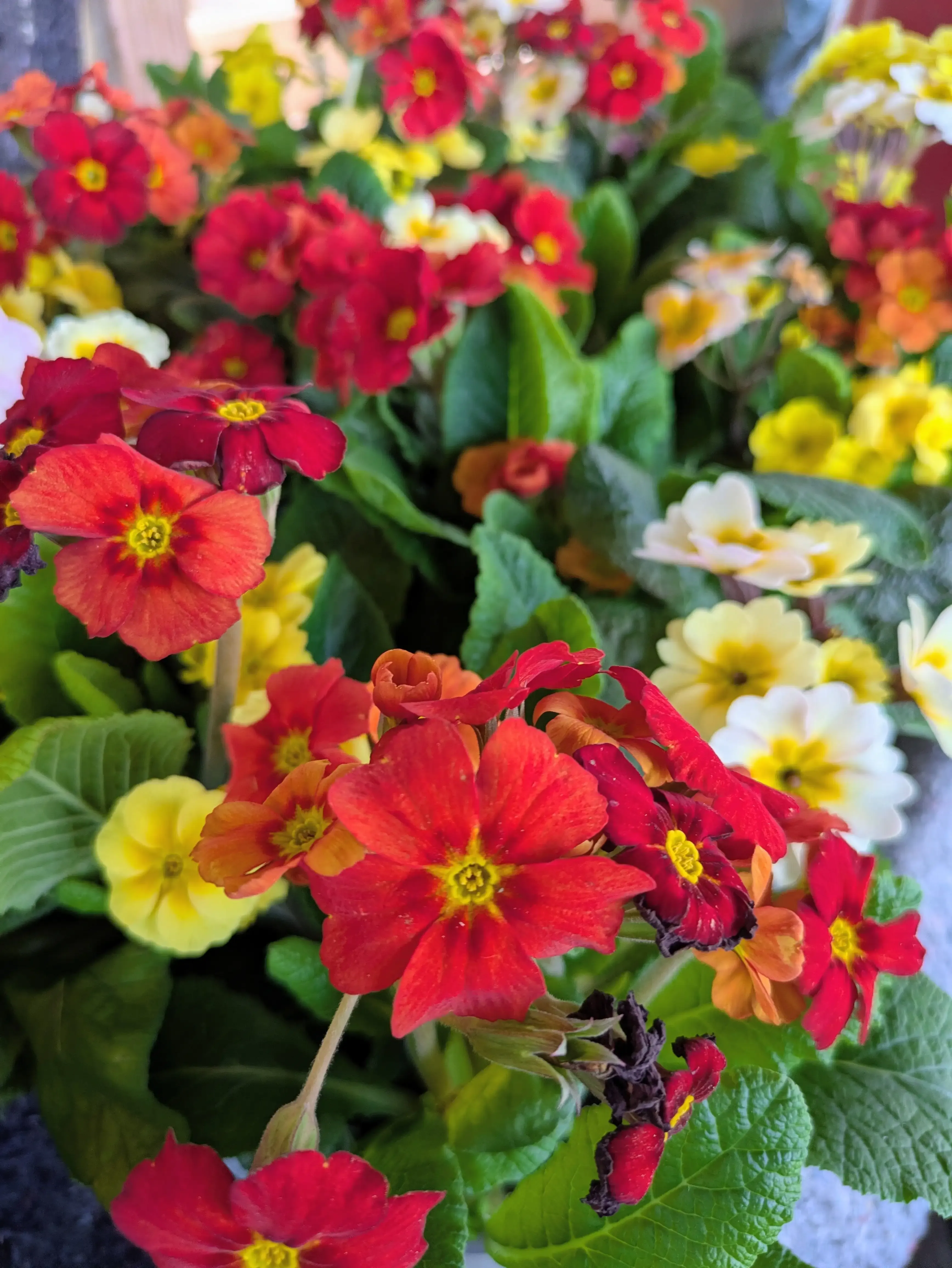 Saisonale Pflanzenauswahl in Ullis Gartenecke